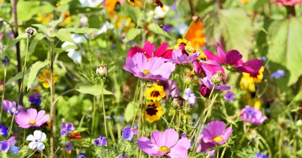 Entspannungsübung & Imagination "Innerer Garten" Natürlich gesund