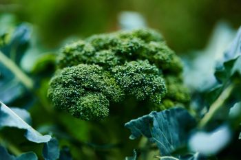 Lebensmittel gegen Entzündungen: Brokkoli. Zu sehen ist ein Brokkoli