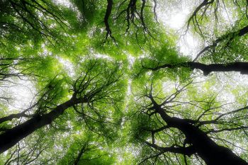 Spaziergang im Wald: zu sehen sind die grünen Laubkronen vieler Bäume