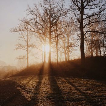 Mehr Ruhe im Alltag: dem Rhythmus der Erde folgen. Zu sehen ist die Sonne, die durch die kahlen Äste eines Baumes scheint.