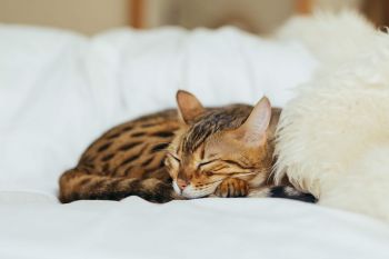 Immunsystem natürlich mit ausreichend Schlaf stärken: eine süße getigerte Katze schläft auf einem weiß bezogenen Bett mit einem Kuschelfell