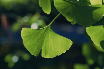 Gehirnleistung stärken mit Ginkgo