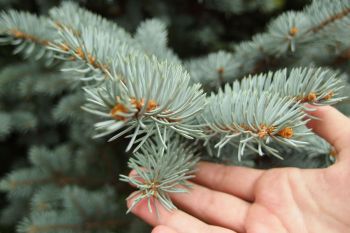 Spaziergang im Wald: mit allen Sinnen den Wald spüren. Zu sehen ist eine Hand, die die Nadeln eines Baumes ertastet