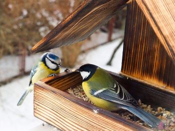 Mehr Ruhe im Alltag: Vögel beobachten. Zu sehen sind zwei Meisen in einem Vogelhäuschen.